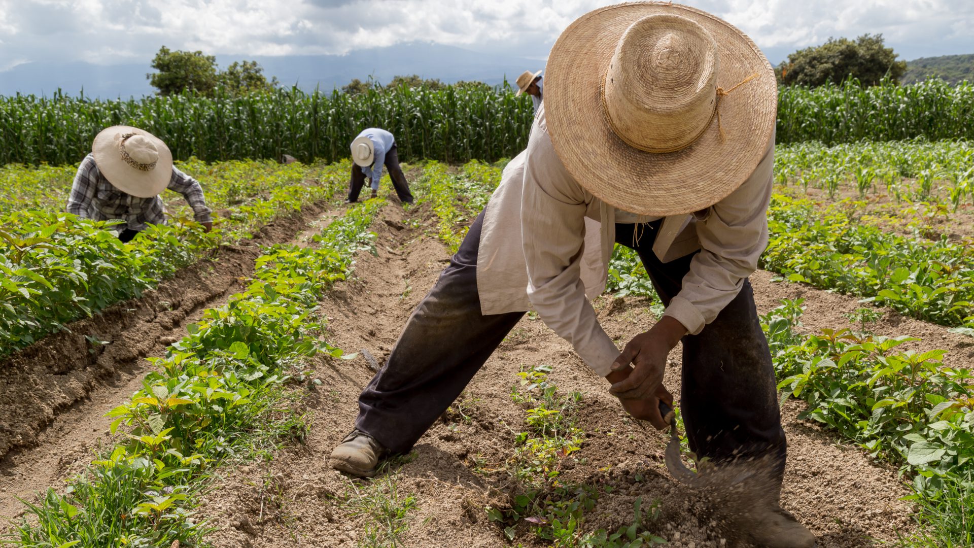 Las claves de la nueva Política Agraria Común (PAC)