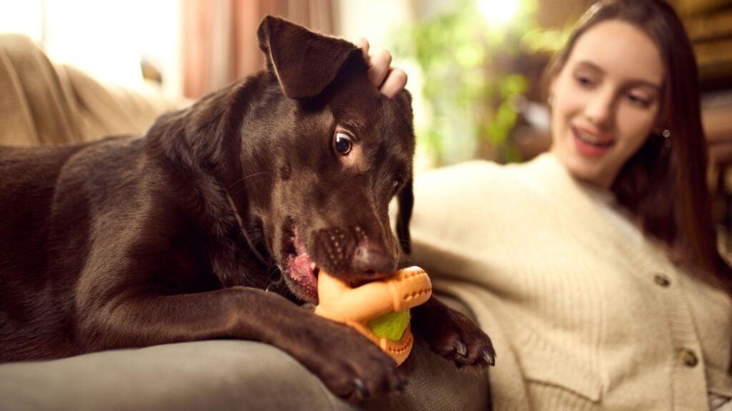 El decreto que desarrolla el listado positivo de animales de compañía permitidos