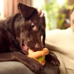 El decreto que desarrolla el listado positivo de animales de compañía permitidos