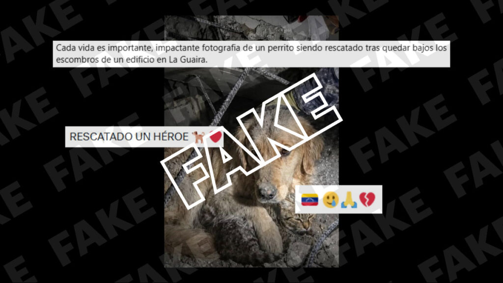 perro gato escombros venezuela
