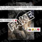 perro gato escombros venezuela